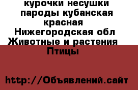 курочки несушки пароды кубанская красная - Нижегородская обл. Животные и растения » Птицы   
